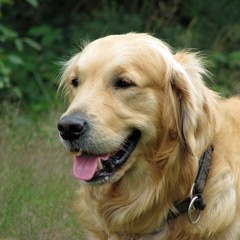 Biscuit