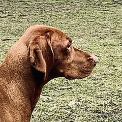Juno